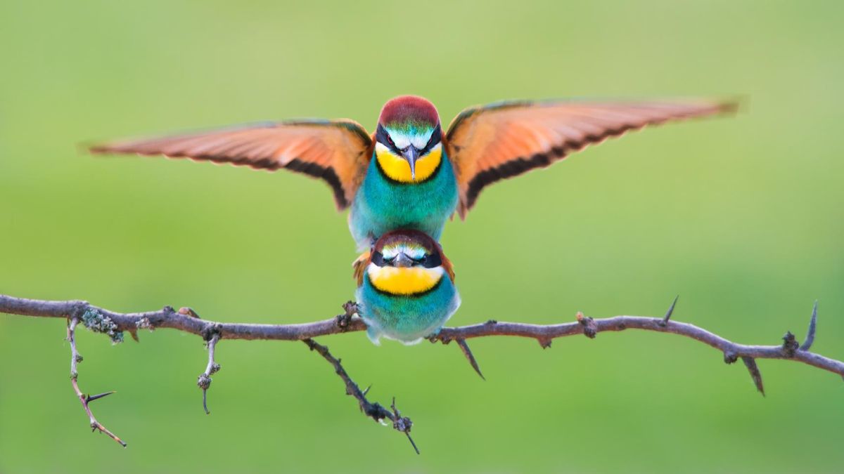 Petar Sabol Parenje pcelarica