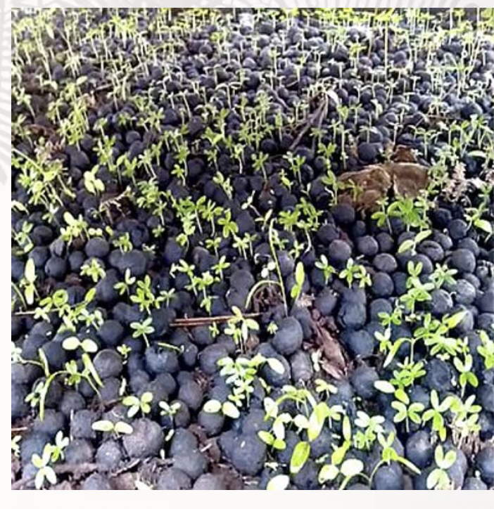 SeedBalls-Kenya