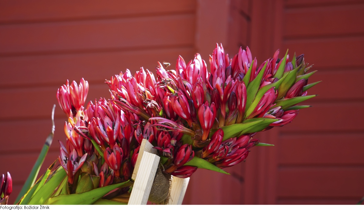 A1_Go2Digital_gigaBEEtno