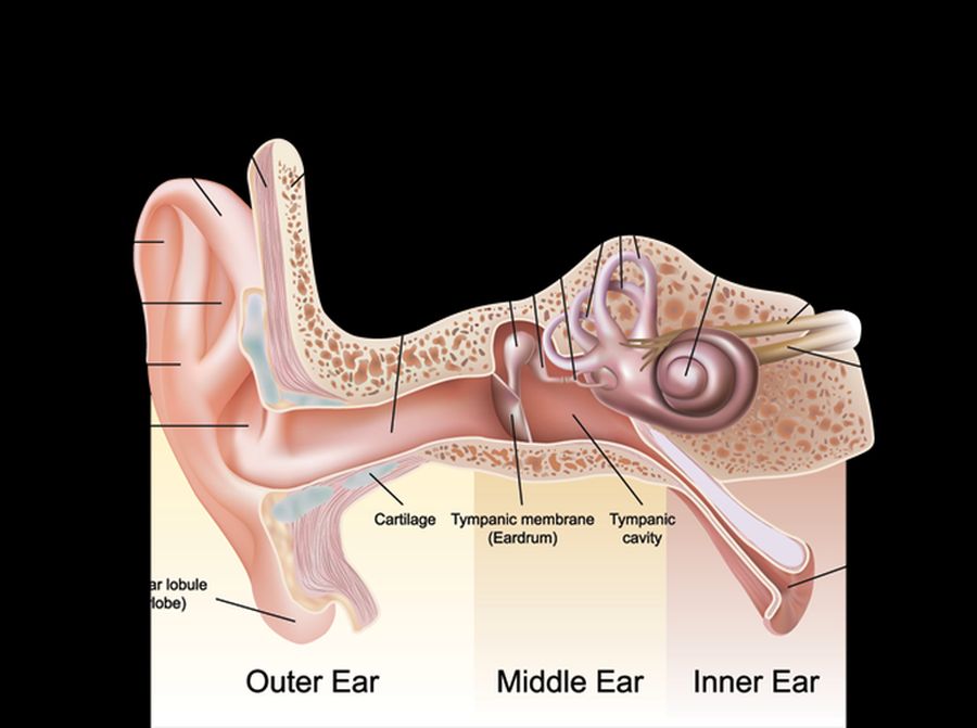 Anatomy-of-the-ear